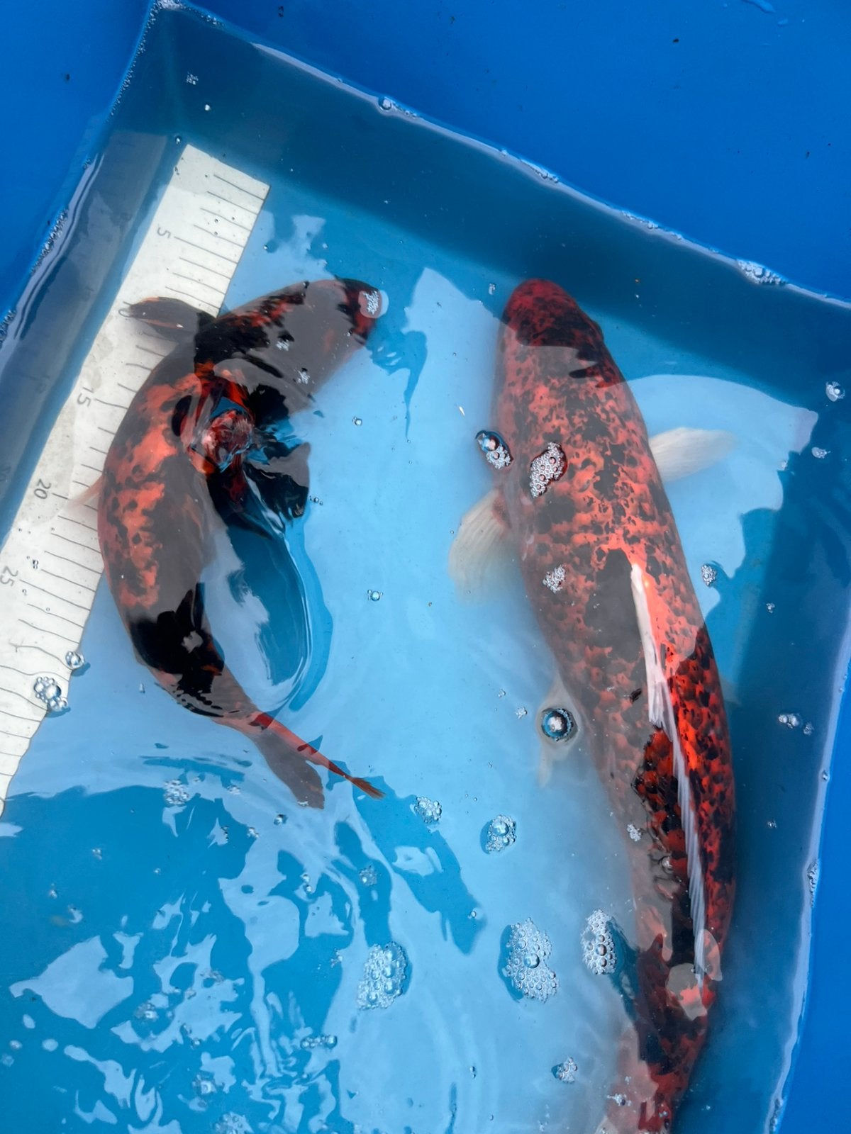Twee mooie koi’s, Dieren en Toebehoren