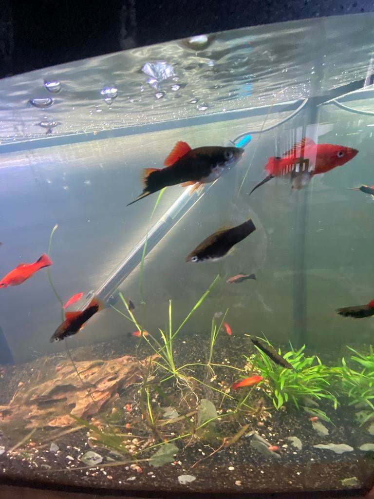 Zwaardrager rood/zwart, Vis, Zoetwatervis, Schoolvis
