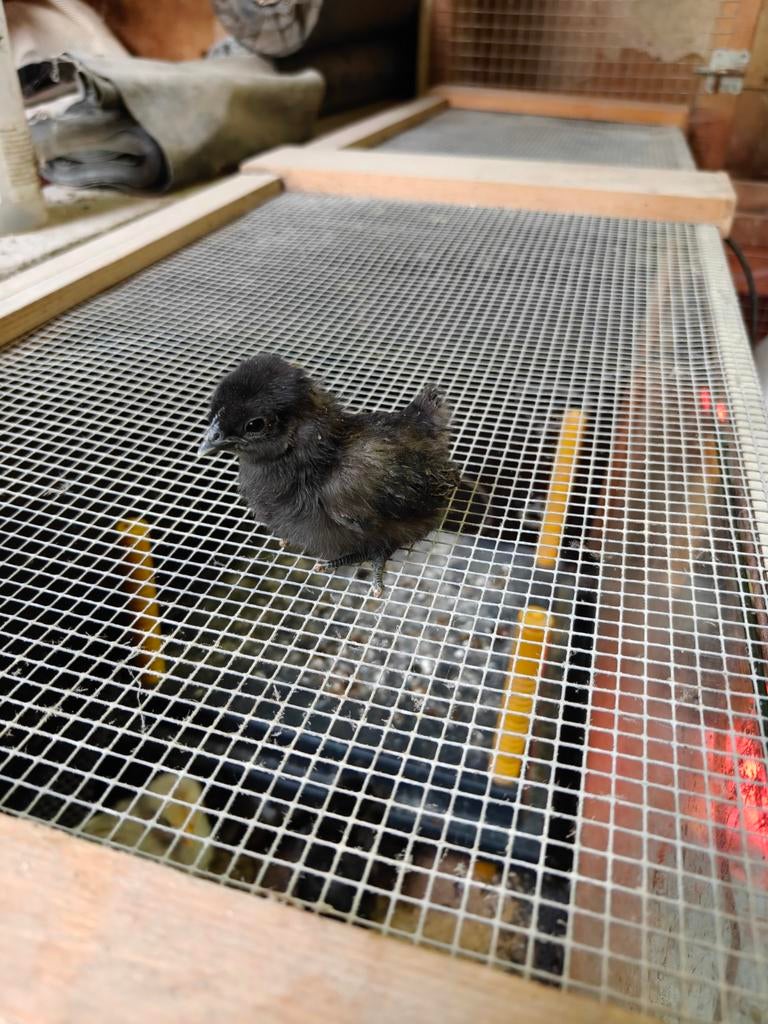 Kuikens beschikbaar, Dieren en Toebehoren