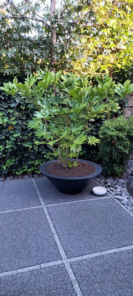 TERRASPLANT GROOT, Tuin en Terras, Ophalen, Zomer