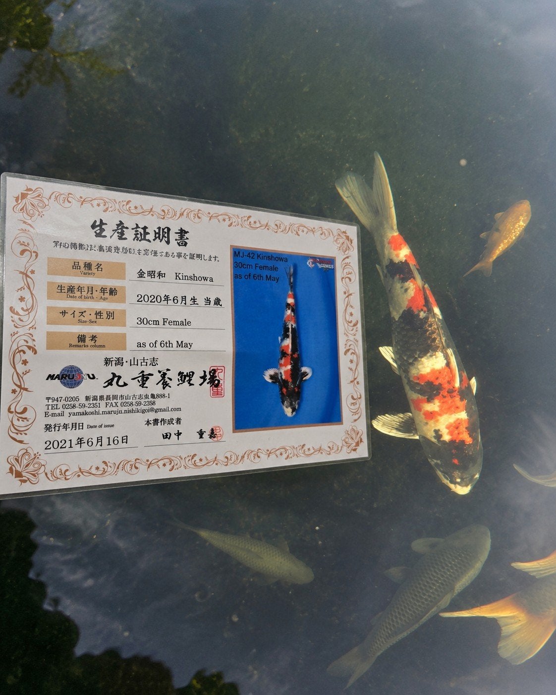 Très beau et spécial Kinshowa 60-65 cm, Animaux & Accessoires, Poissons | Poissons d'étang