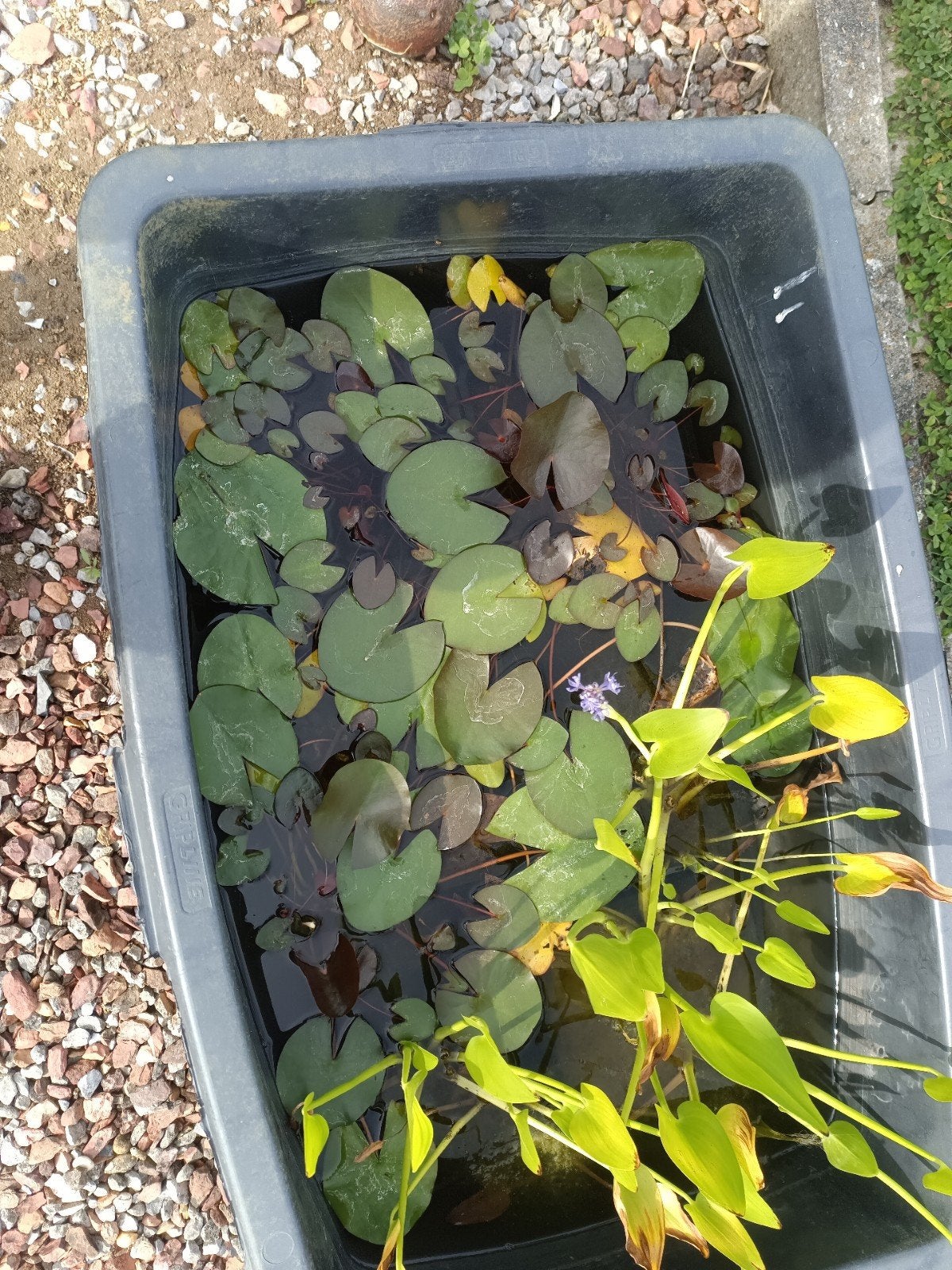 Diverses plantes aquatiques, nénuphars, roseaux de bassin et, Enlèvement, Plantes de bassin