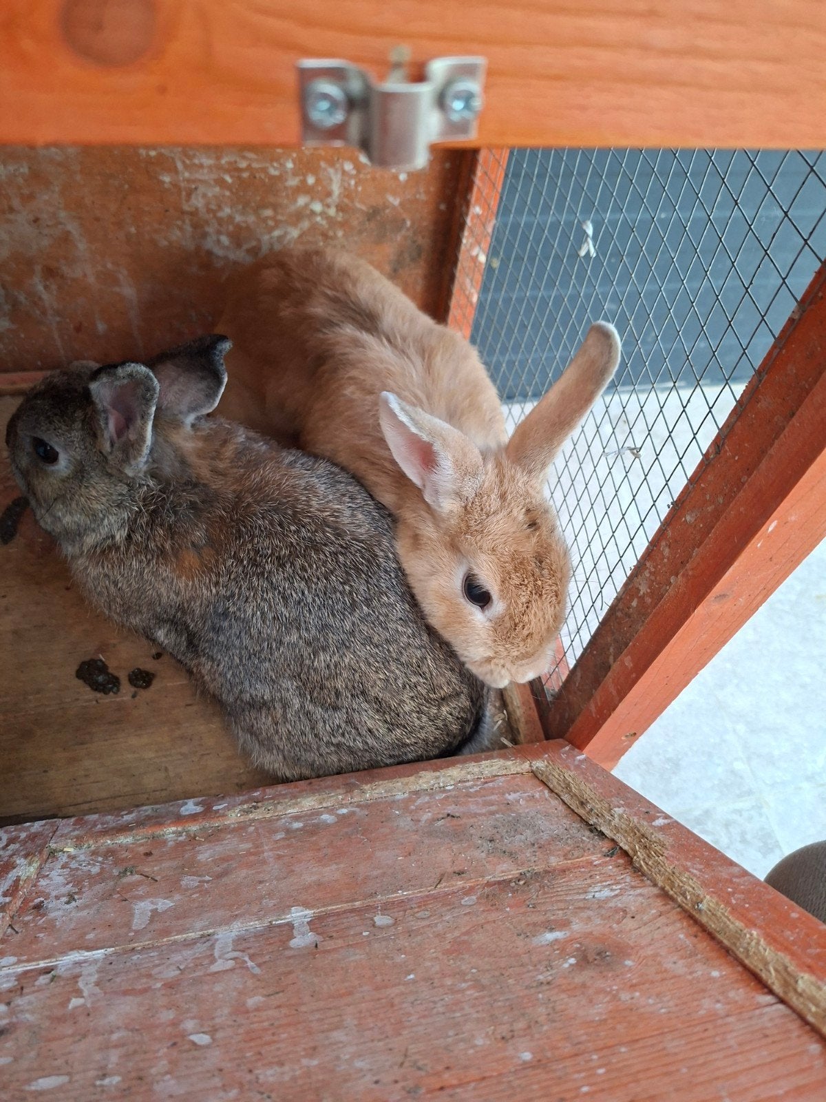 lapin nain couple, Animaux & Accessoires, Plusieurs animaux, Nain, 0 à 2 ans