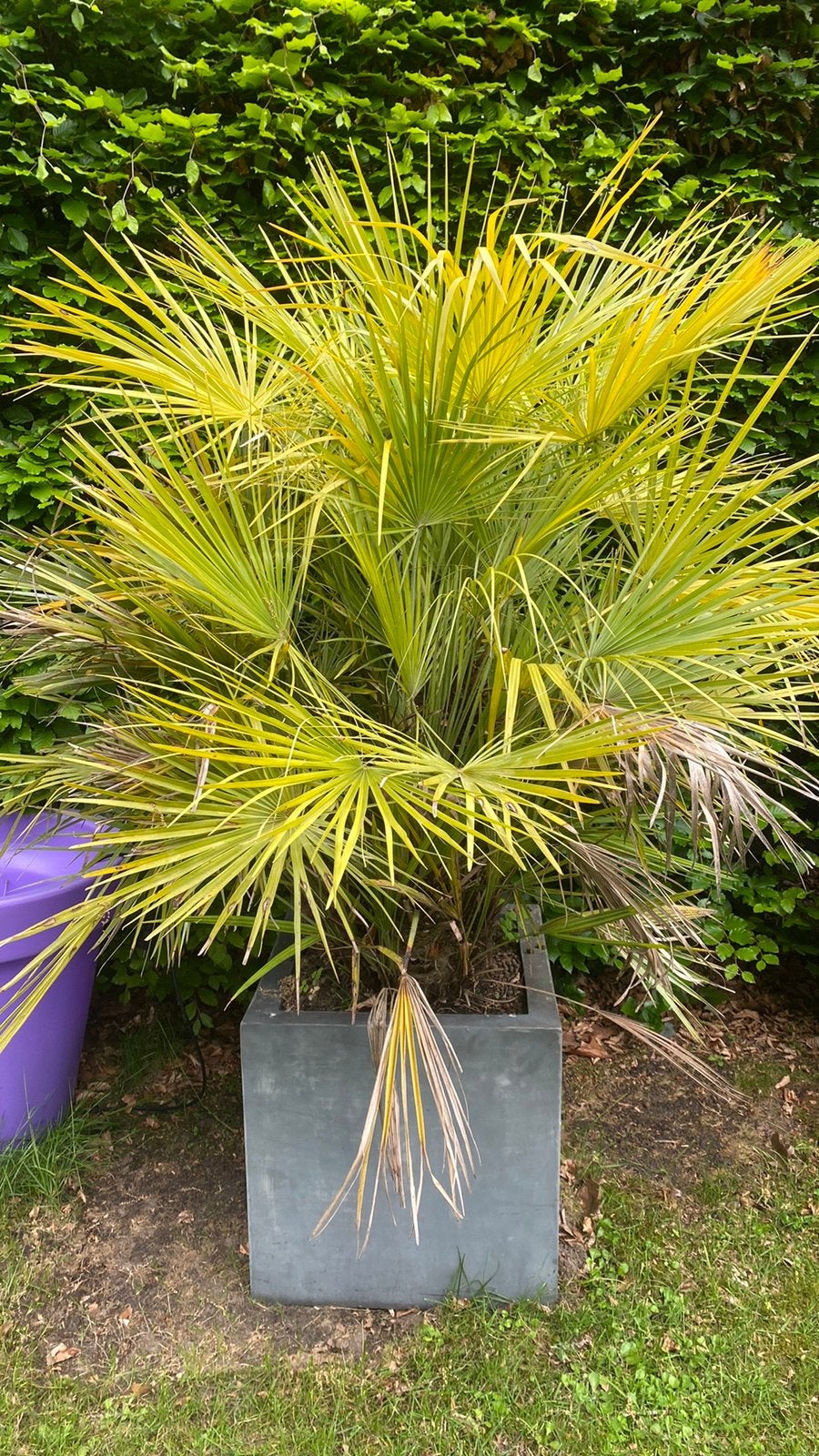 Palmboom Fortunei met 3 mooie stammen, Tuin en Terras, Ophalen
