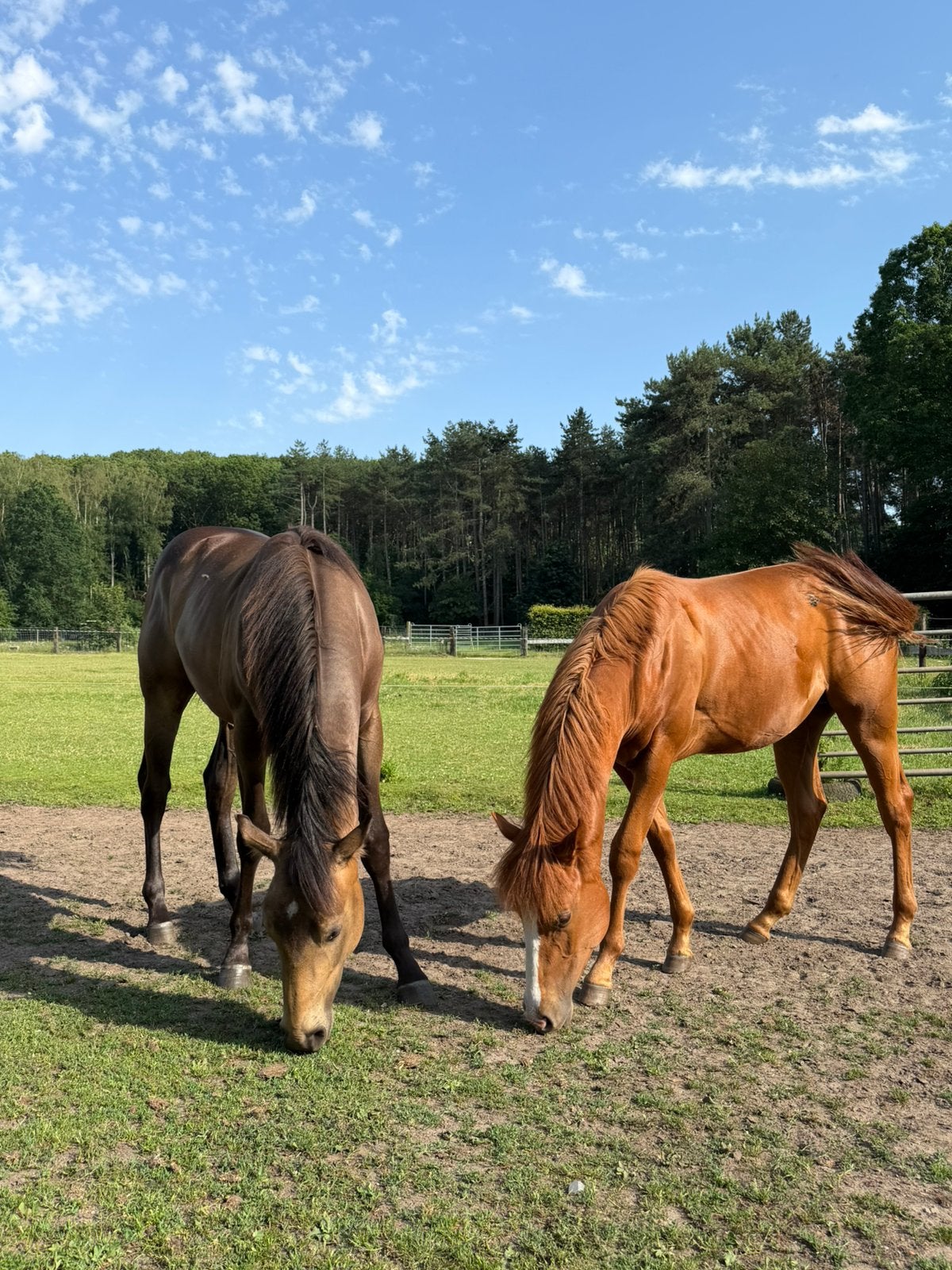 Quarter Horse jaarlingen 2025, Animaux & Accessoires, Étalon, Ne s'applique pas, Cheval western
