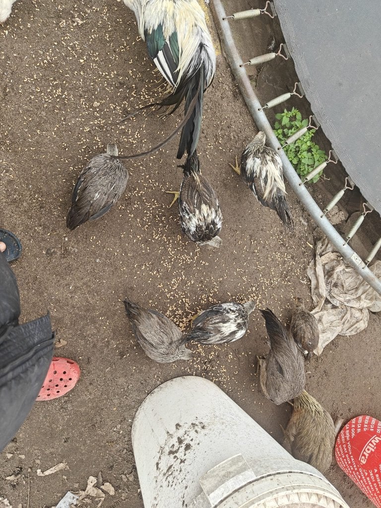 Onagadori  3 voor 50€, Meerdere dieren, Kip