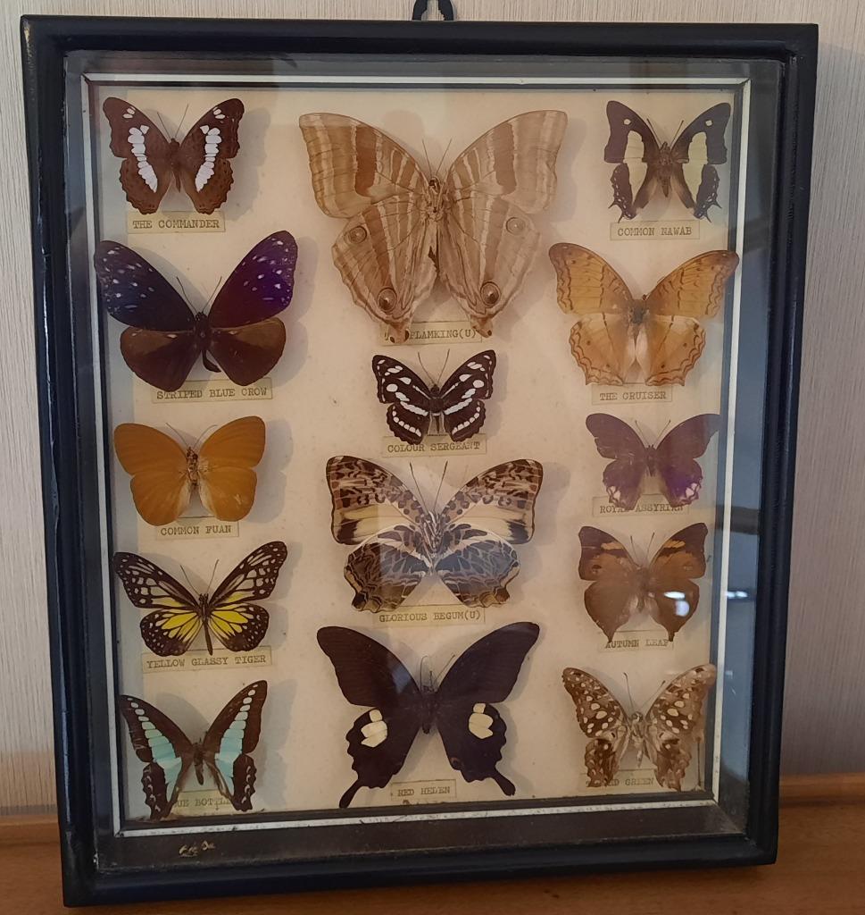 Papillons de collection sous cadre  vitré, Collections, Enlèvement ou Envoi, Utilisé