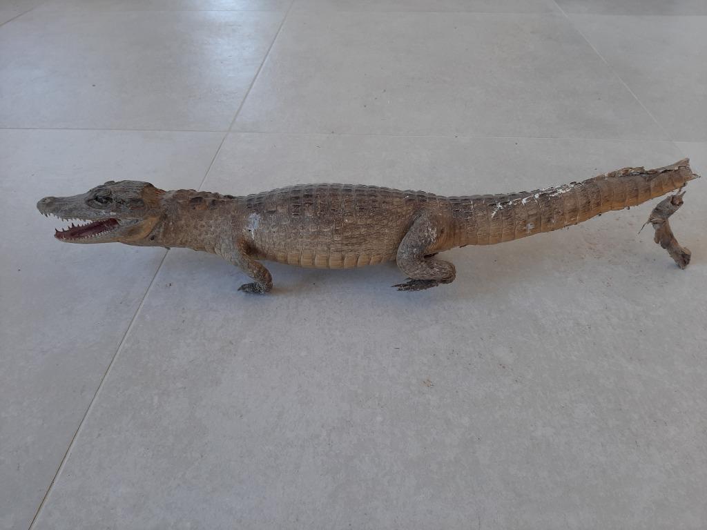 Crocodile naturalisé, Enlèvement ou Envoi, Utilisé, Autres, Animal empaillé