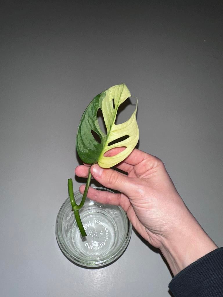 Monstera Adansonii Albo Stek, Huis en Inrichting, Kamerplanten, Ophalen