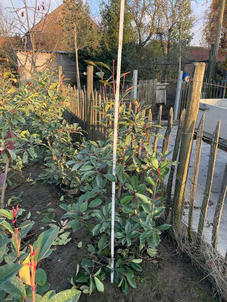Photinia Fraseri red robin/ Glansmispel, Tuin en Terras, Halfschaduw, Overige soorten, 100 tot 250 cm, Zomer