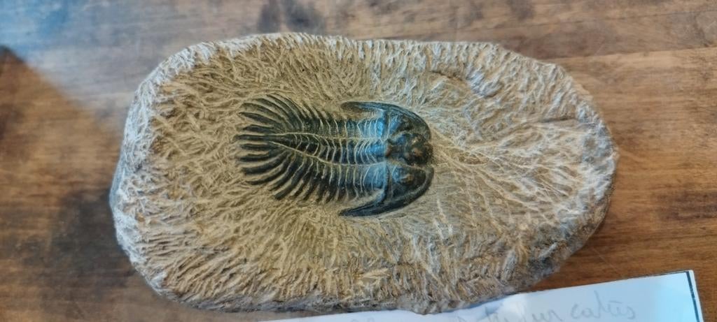 Trilobiet Uit Marokko, Verzamelen, Mineralen en Fossielen, Ophalen of Verzenden