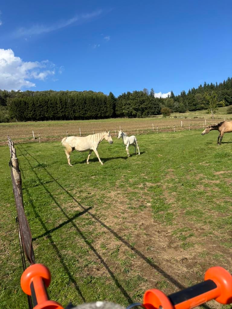 Paardenopfok/ pensioenplek oude paarden, Dieren en Toebehoren, Opfok, 4 paarden of pony's of meer