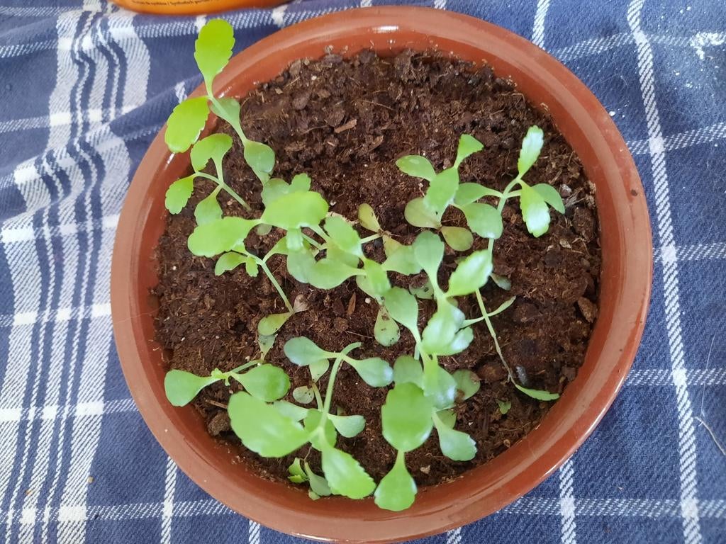Mother of thousands, Huis en Inrichting, Kamerplanten, Ophalen, Vetplant, Halfschaduw, Minder dan 100 cm