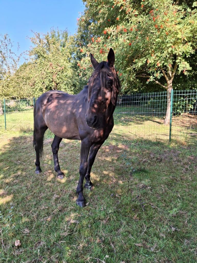 Recreatie paard