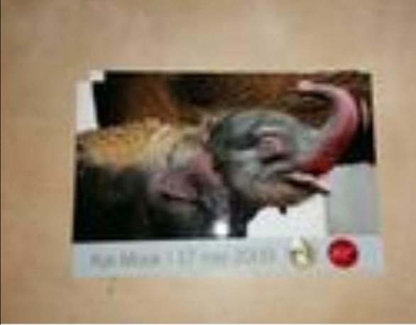 Echte foto olifant geboorte Kai mook, Boeken, Verzenden
