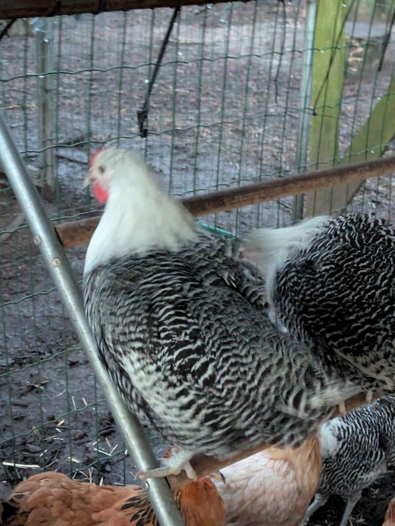 Zilverbrakel, Dieren en Toebehoren, Pluimvee