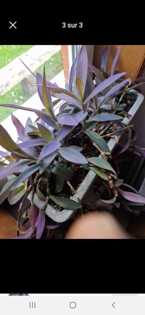 Tradescantia Violettes, Enlèvement ou Envoi