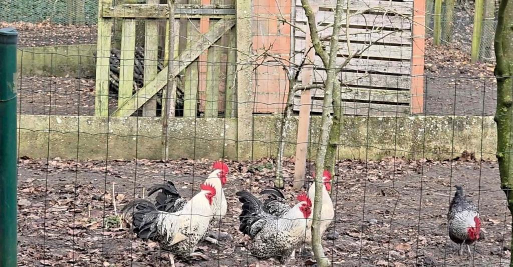 Prachtige brakel hanen 8 maanden, Dieren en Toebehoren, Augustus, Mannelijk