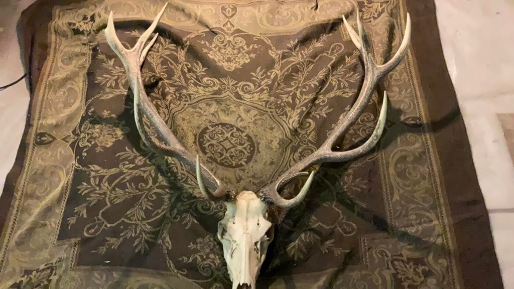 Cerf royal Antler, Enlèvement