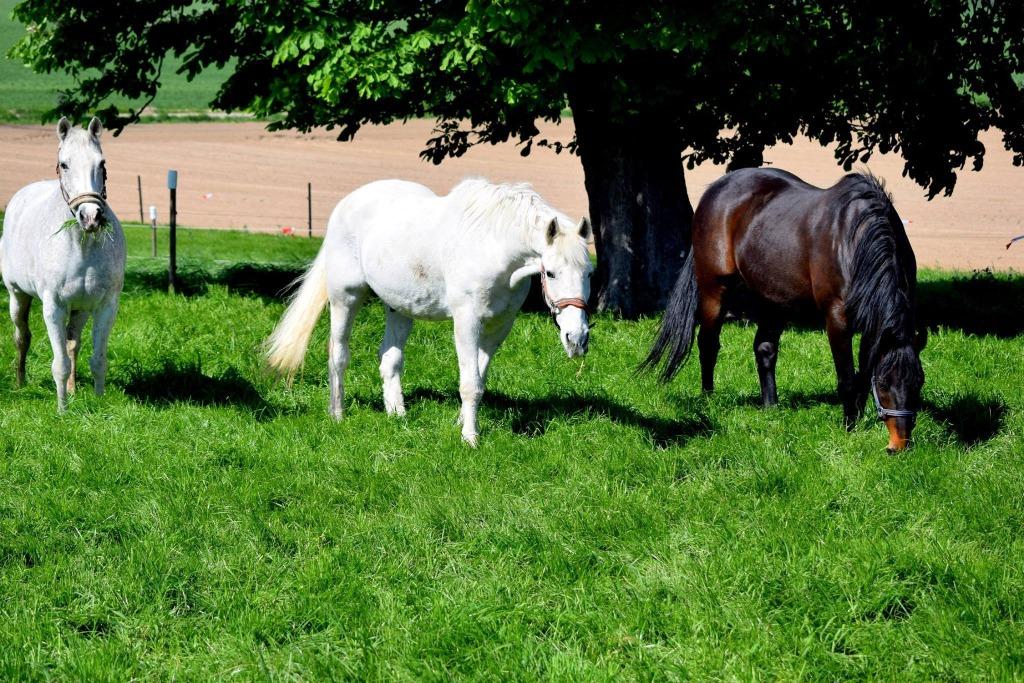 Pension pour chevaux, Pâturage, 4 chevaux ou poneys ou plus