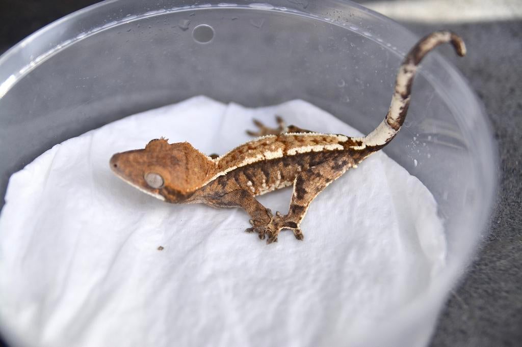 Wimpergekko Cappuccino npv