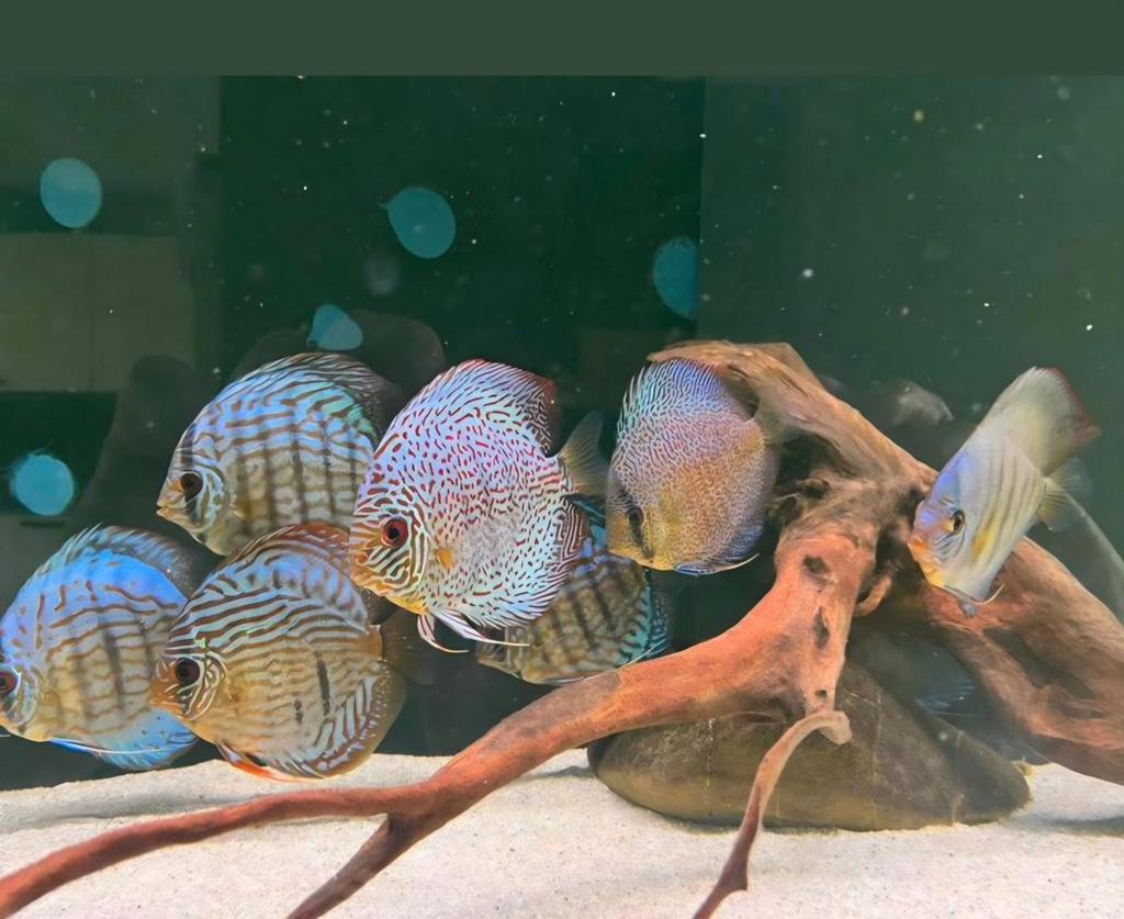 Discus vissen groot en klein