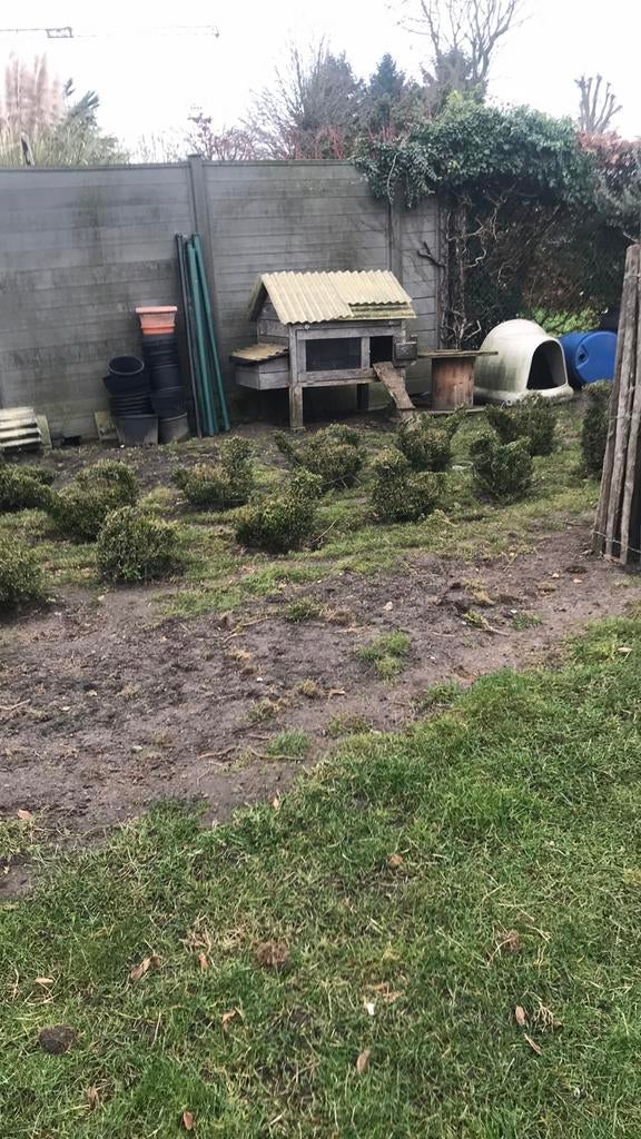 Buxus, Ophalen of Verzenden, Buxus