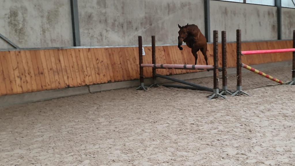 Mooie talentvolle 3 jarige merrie, Dieren en Toebehoren, Merrie, Springpaard, Minder dan 160 cm, Met stamboom