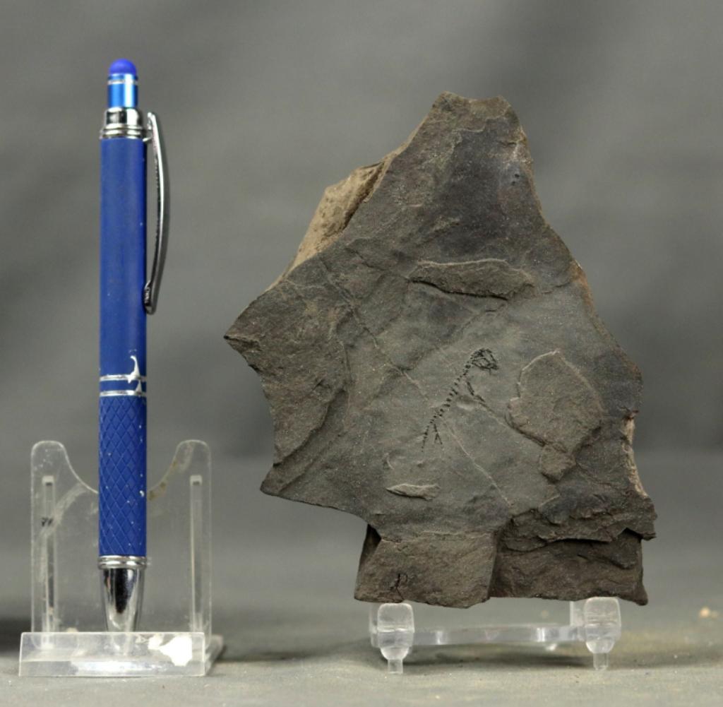 Branchiosaurus petrolei - 12 cm, Antiek en Kunst, Curiosa en Brocante, Ophalen of Verzenden