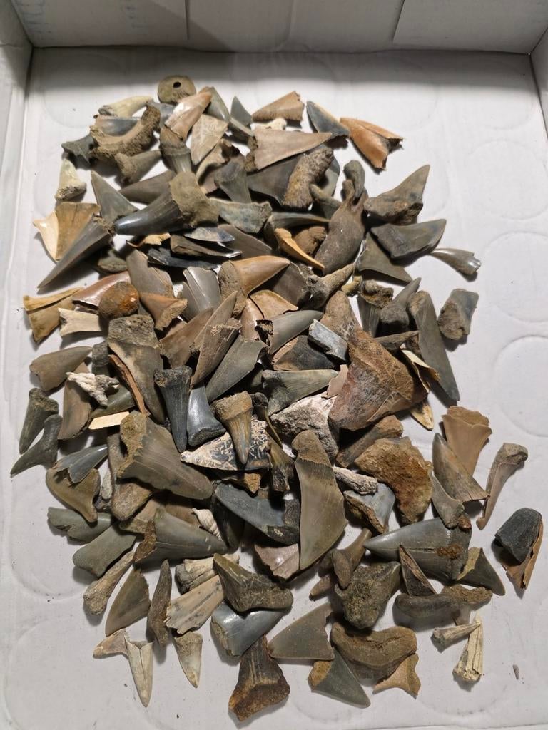 Grand lot de dents de requin provenant de Rumst., Enlèvement ou Envoi, Fossile