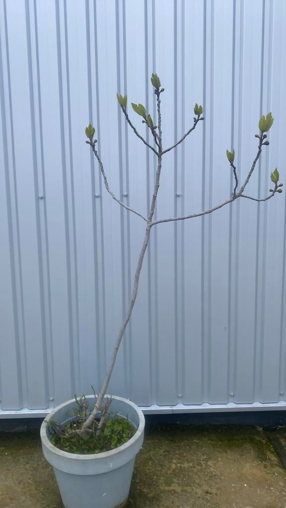 Vijgenbomen, Tuin en Terras, Planten | Bomen, Overige soorten, 100 tot 250 cm, Zomer, Ophalen