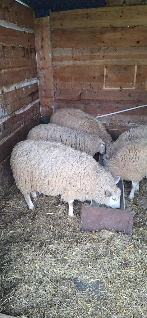 3 ooien swifter/texel kruising, Dieren en Toebehoren, Schapen, Geiten en Varkens, Schaap, 0 tot 2 jaar