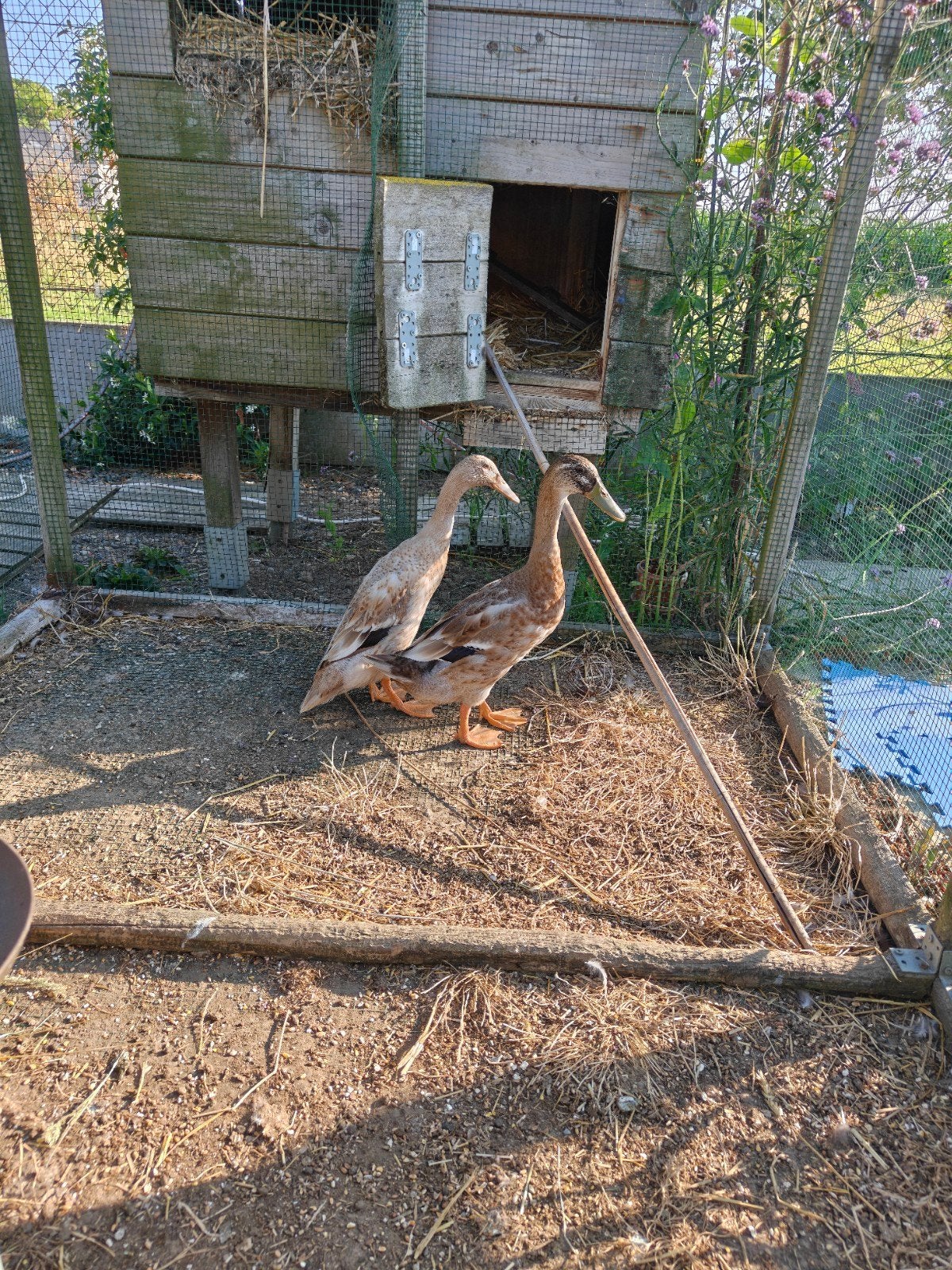 Koppeltje jonge runner ducks, April, Meerdere dieren