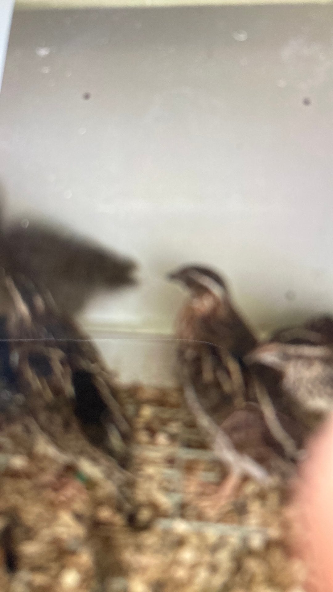 Inlandse kwartels, Dieren en Toebehoren, Geringd