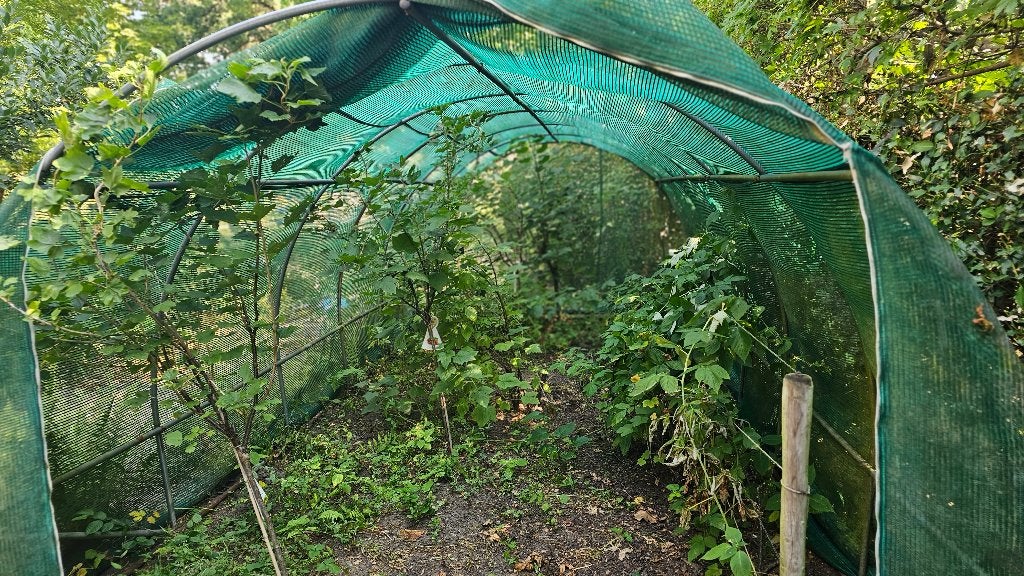 Tunnel serre 8x3x2m,, Tuin en Terras, Kassen, Kweekkas, Ophalen, Staal, Polycarbonaat
