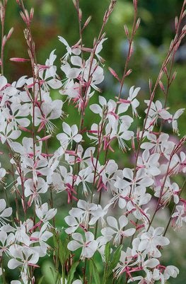 Gaura lindheimerii 'Whirling Butterflies', Ophalen, Vaste plant, Volle zon