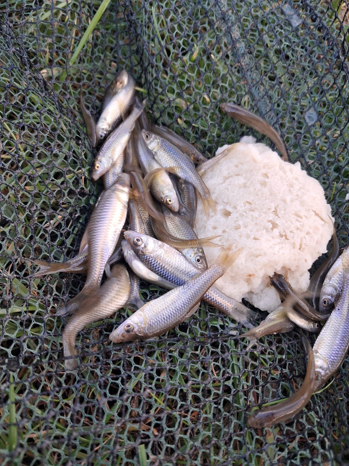 visjes, Dieren en Toebehoren