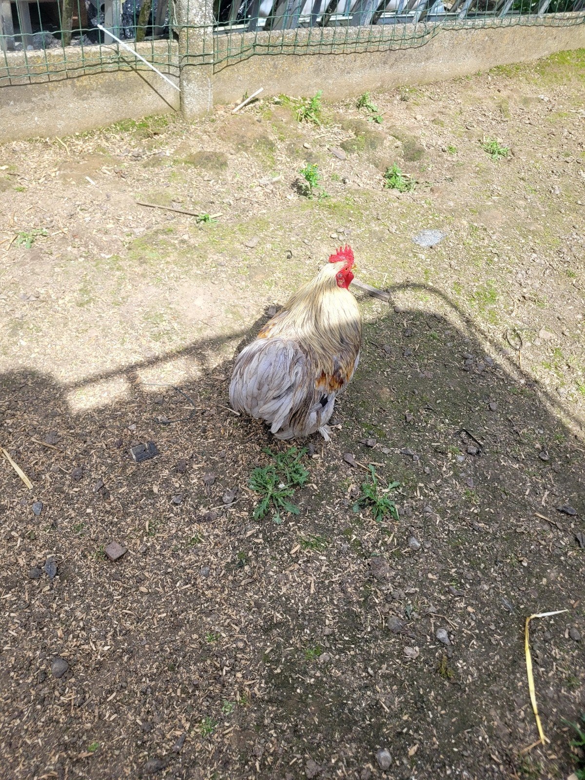 Chohin haan te koop, Dieren en Toebehoren, Pluimvee