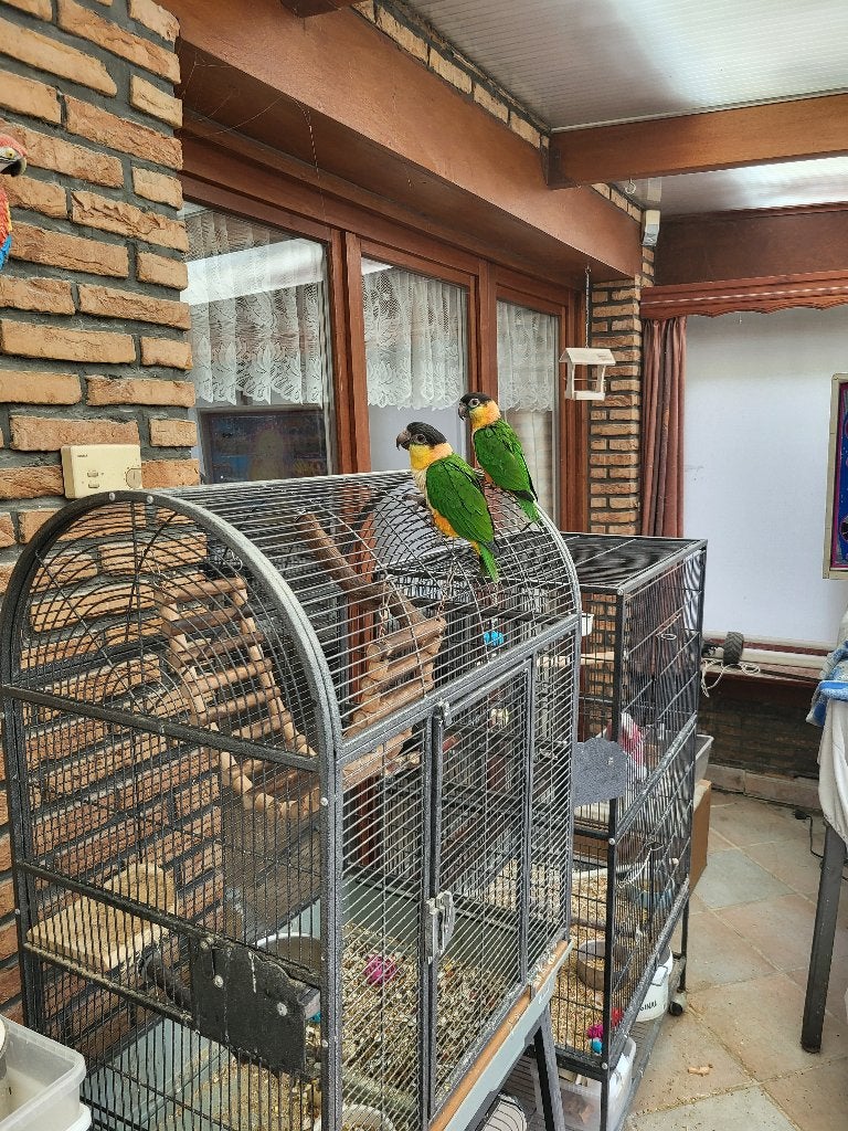 2 handtamme zwartkop caique's, Animaux & Accessoires, Oiseaux | Perruches & Perroquets, Perroquet, Plusieurs animaux, Domestique