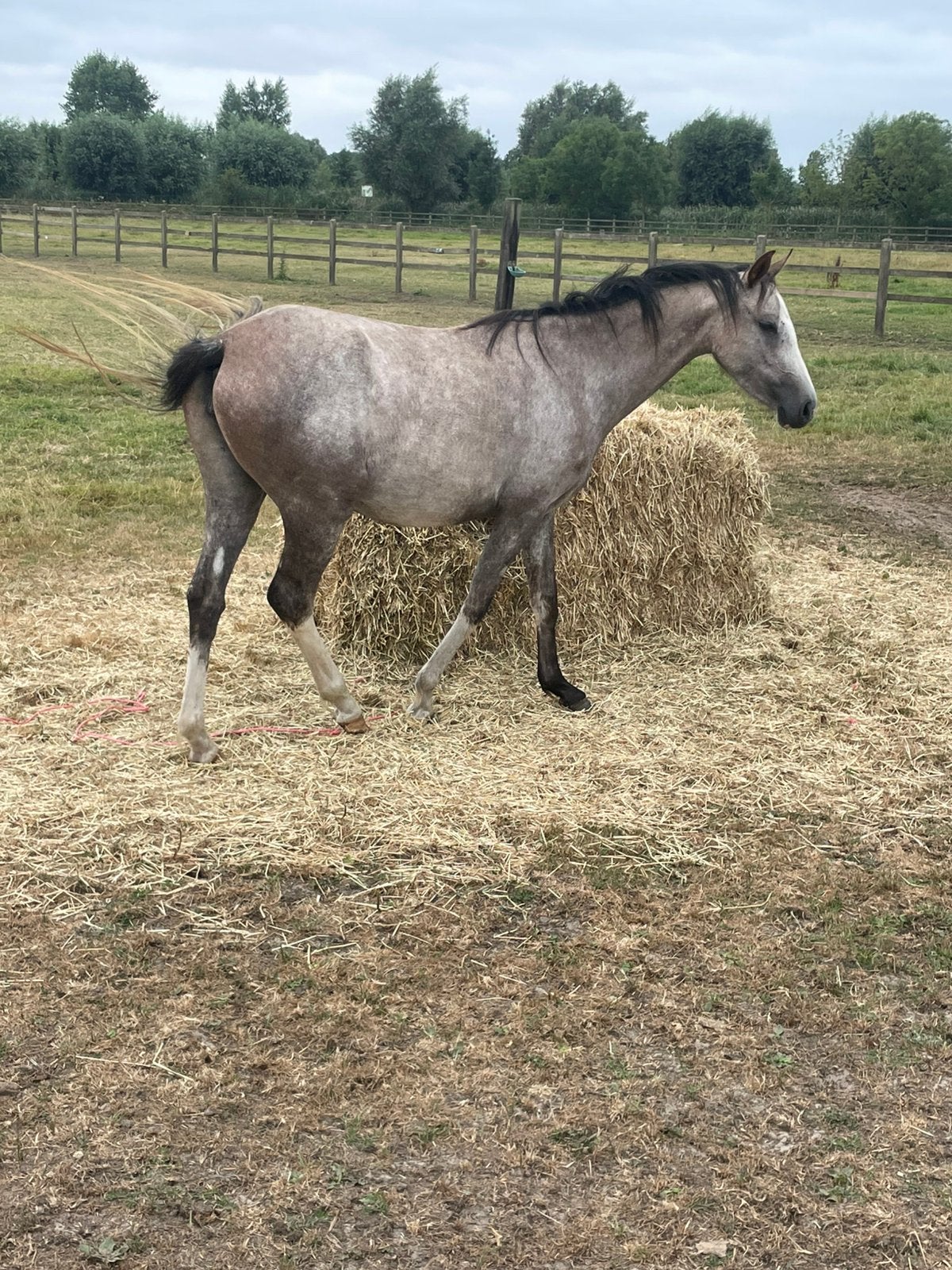 3 jarige pony