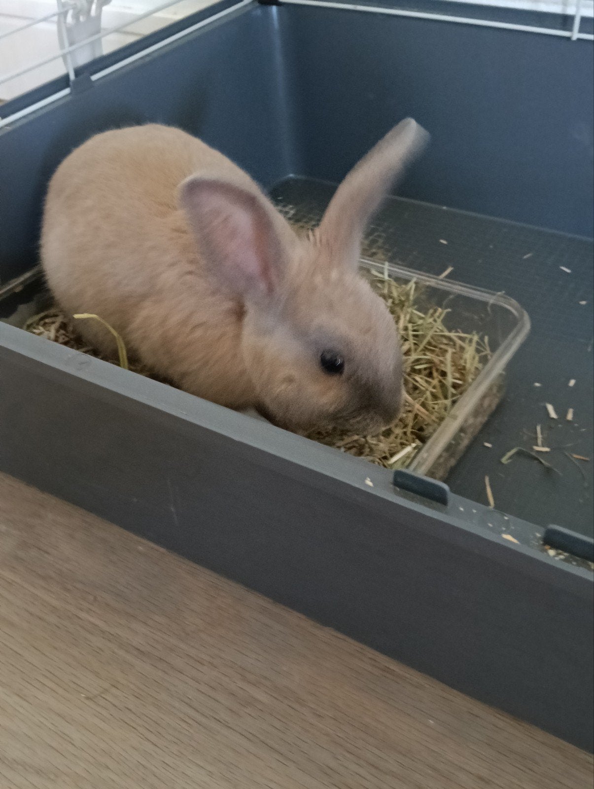 Konijntje, Dieren en Toebehoren