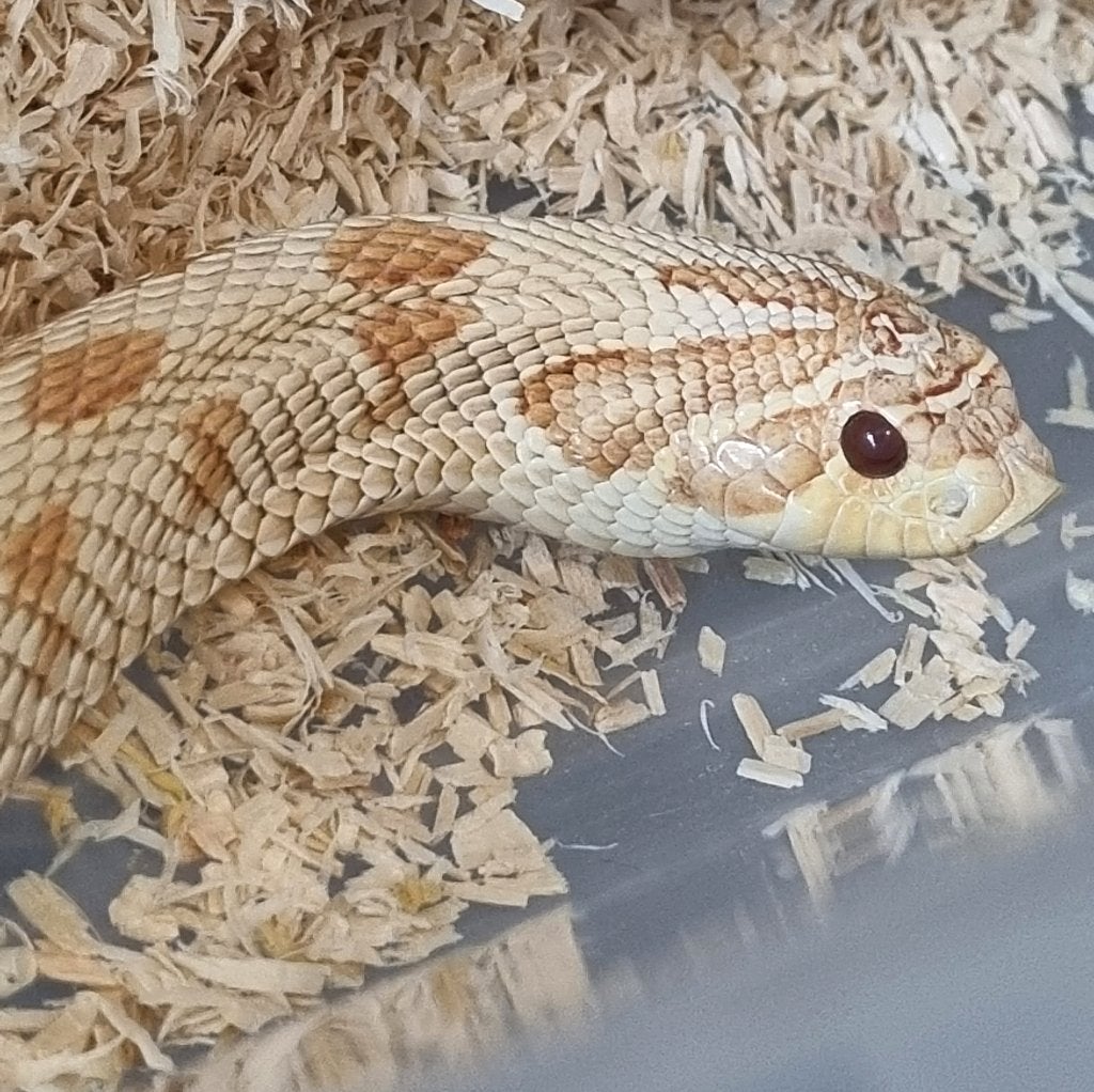 0.1 albino conda 66% het axanthic haakneus, Dieren en Toebehoren, Reptielen en Amfibieën
