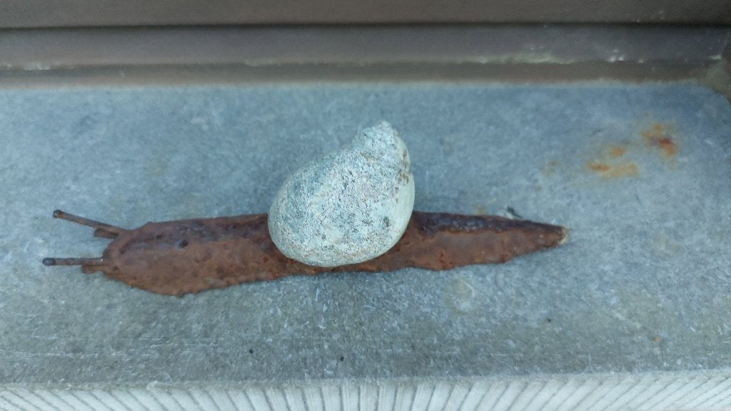 ijzeren decoratie slakken, Tuin en Terras, Ophalen, Gebruikt