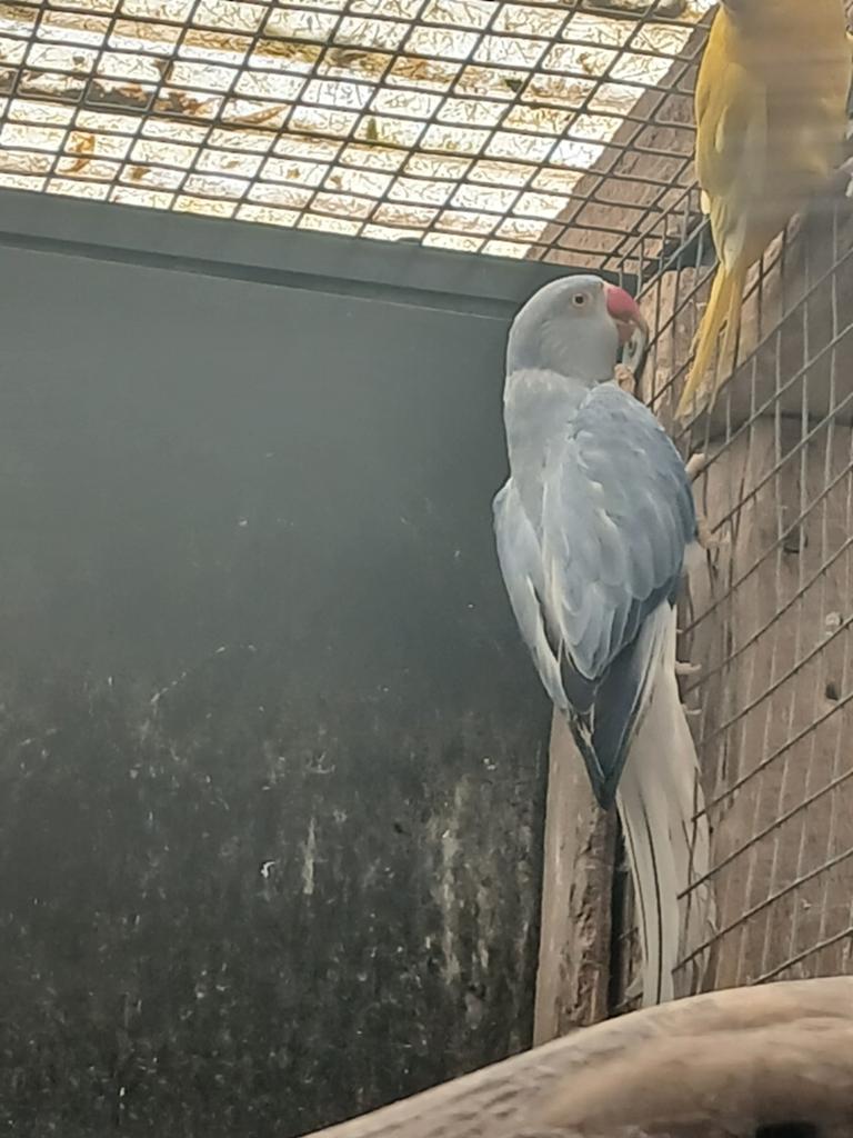 Halsband parkieten, Dieren en Toebehoren, Vogels | Parkieten en Papegaaien
