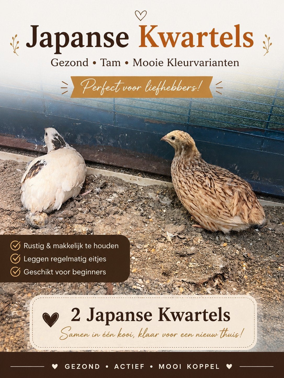 Japanse kwartel[ twee vrouwelijke]