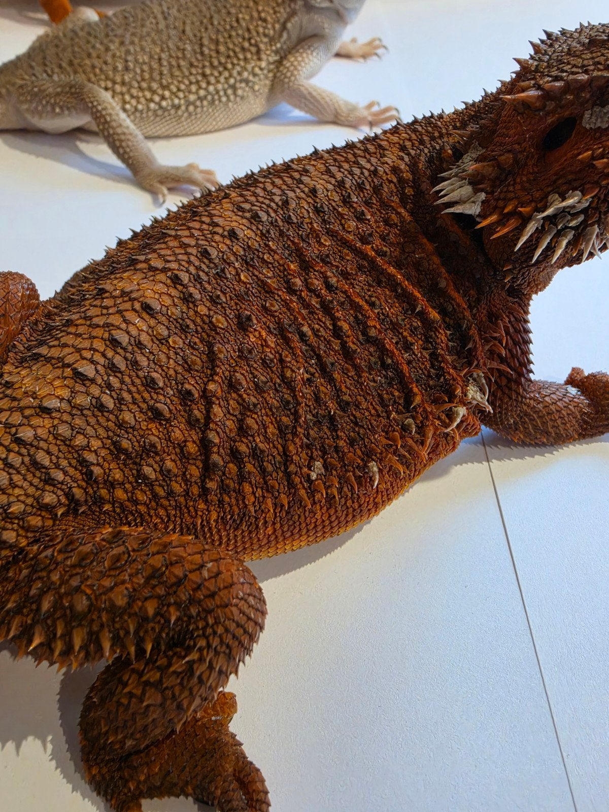 Baardagaam Dark 100% Red Monster Baby's verwacht, Hagedis, Tam, 0 tot 2 jaar