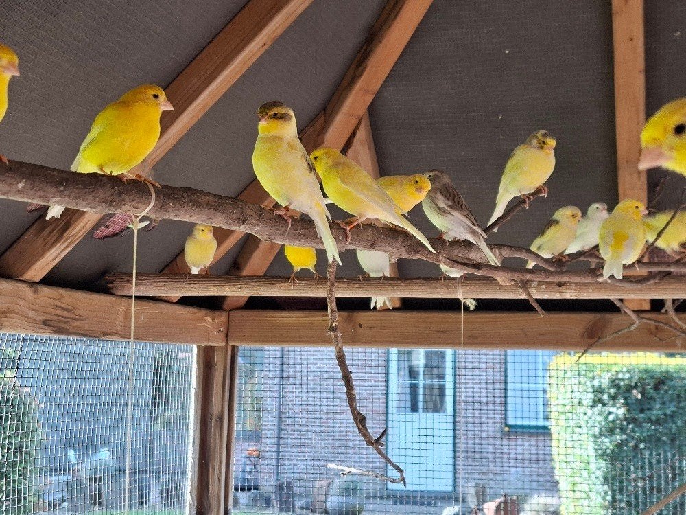 kanarie, Dieren en Toebehoren, Geslacht onbekend, Zangkanarie