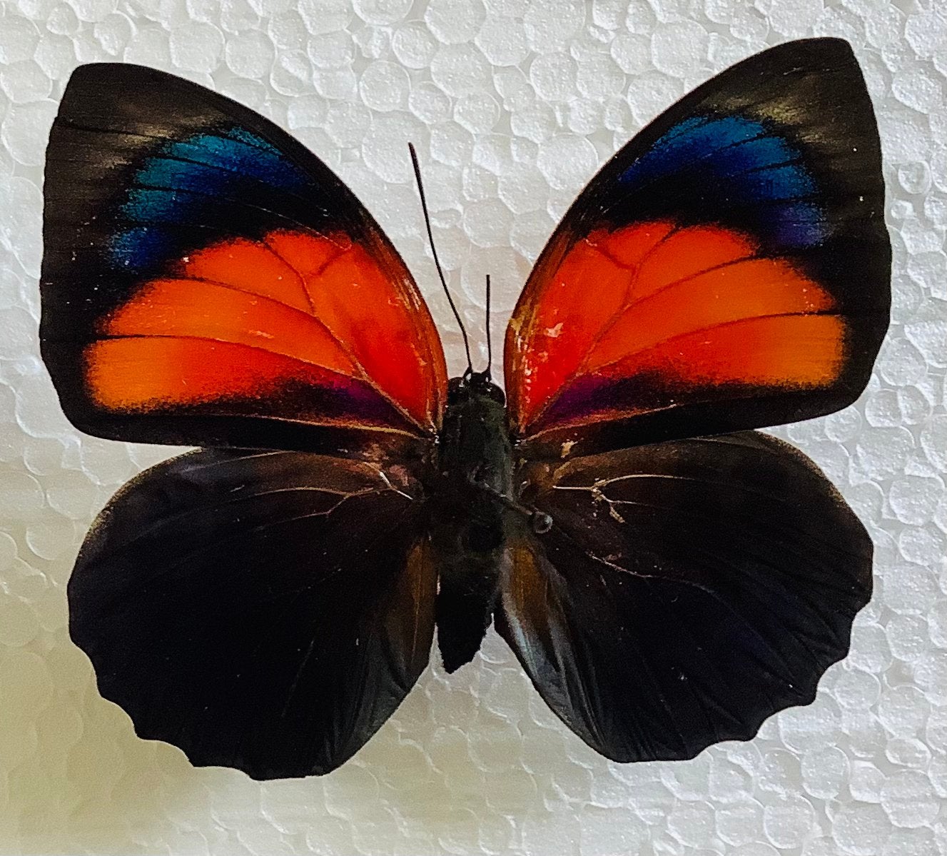 HYBRIDE AGRIAS, vrouwelijke vlinder, Ophalen of Verzenden, Zo goed als nieuw