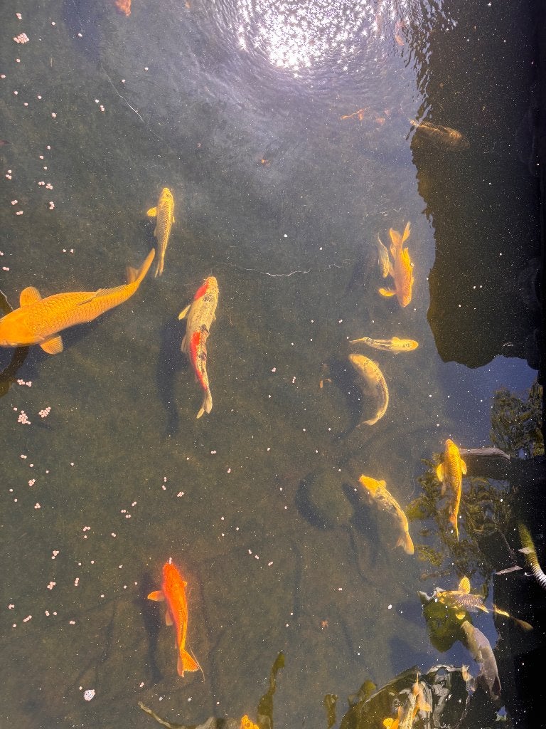 Koi, Dieren en Toebehoren, Karper of Koi
