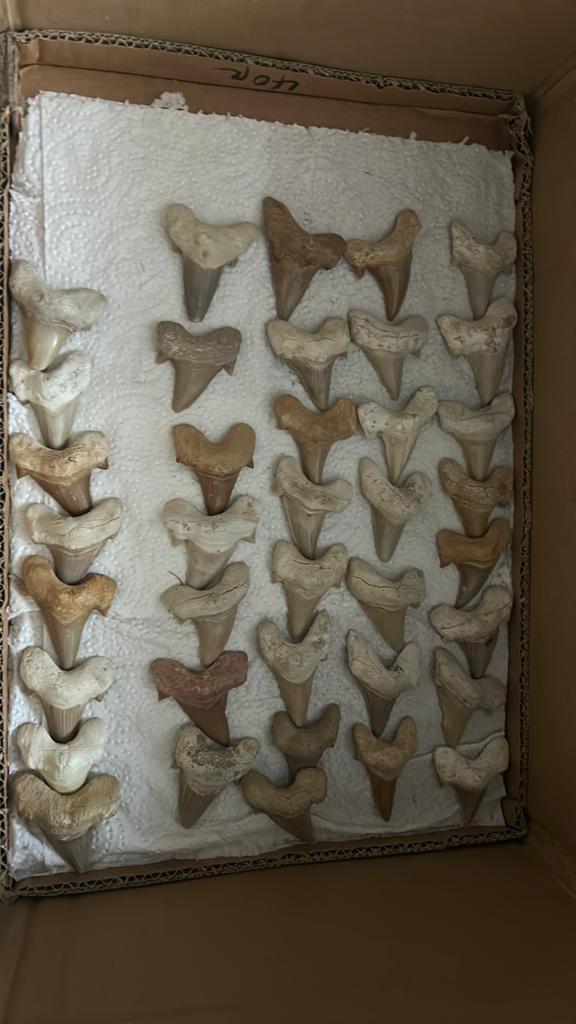 Lot de dents de requins fossile 40 à 60 millions d’années, Enlèvement ou Envoi, Fossile